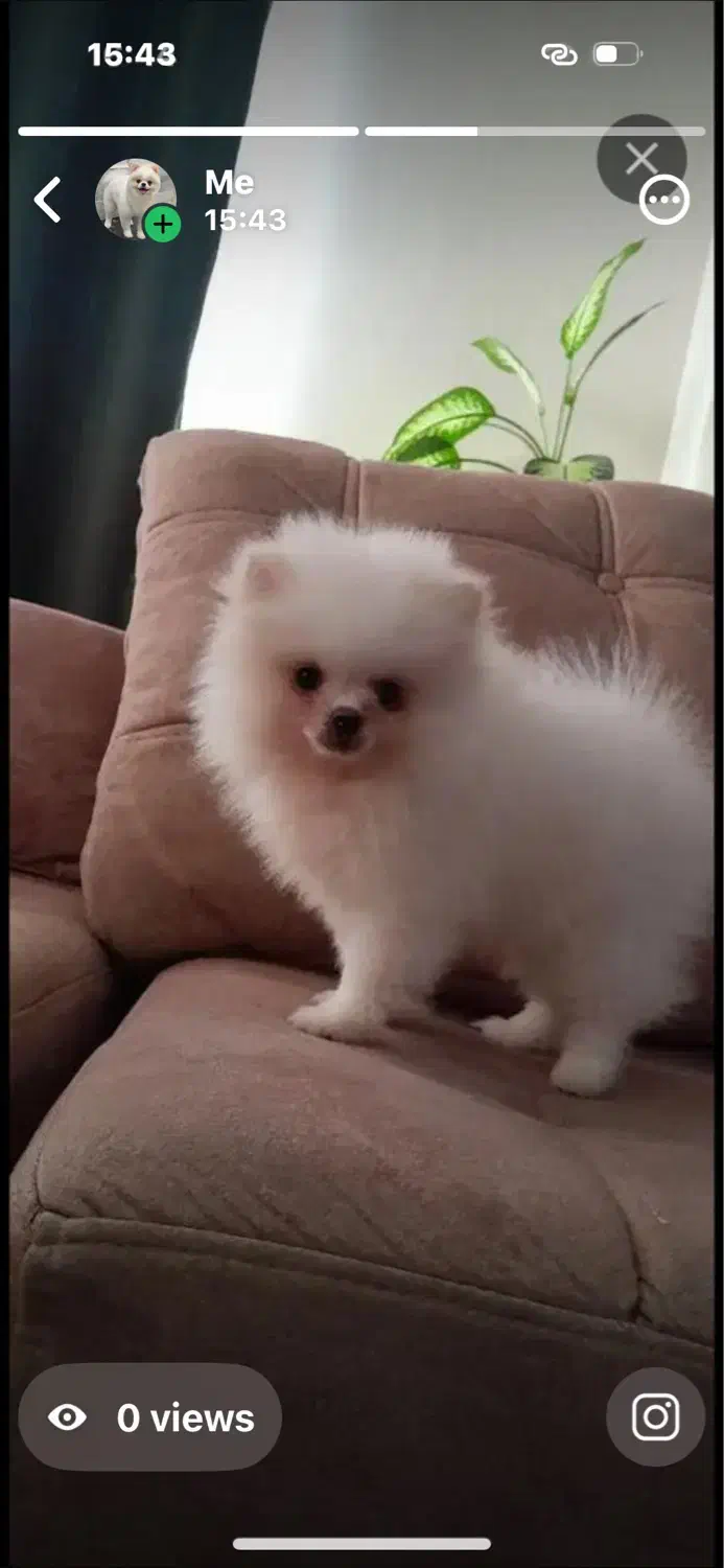 پامر باهوش خرسی|سگ|فردیس, شهرک سپاه|دیوار