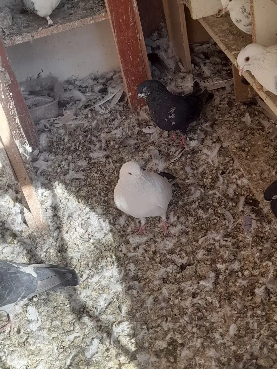 6 تا کبوتر نر فقط ۱۱۰۰|پرنده|پردیس, شهرک صنعتی خرمدشت فاز ۷|دیوار