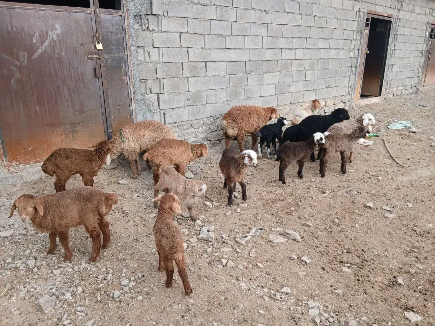 63000000|حیوانات مزرعه|آشخانه, |دیوار