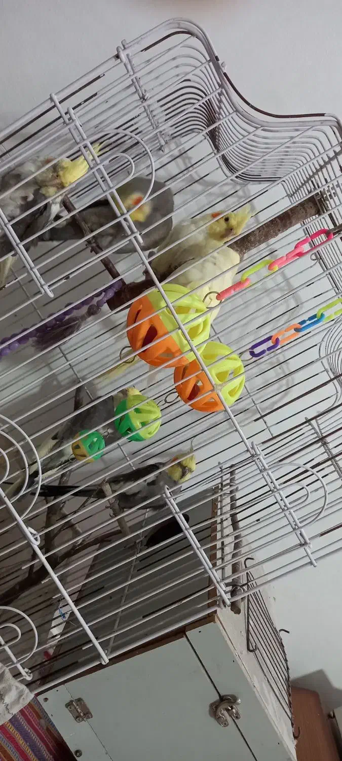 عروس هلندی|پرنده|نوشهر, |دیوار