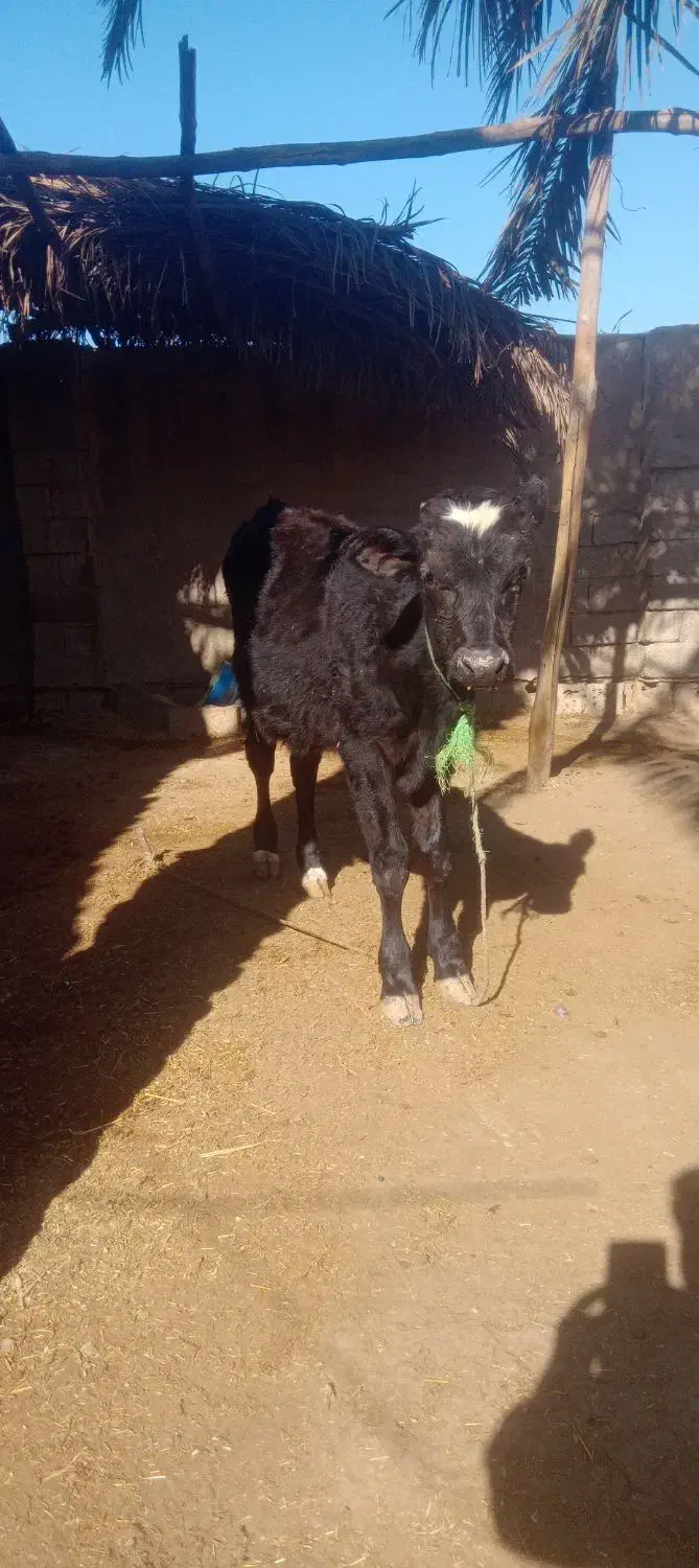 شادگان|حیوانات مزرعه|شادگان, |دیوار