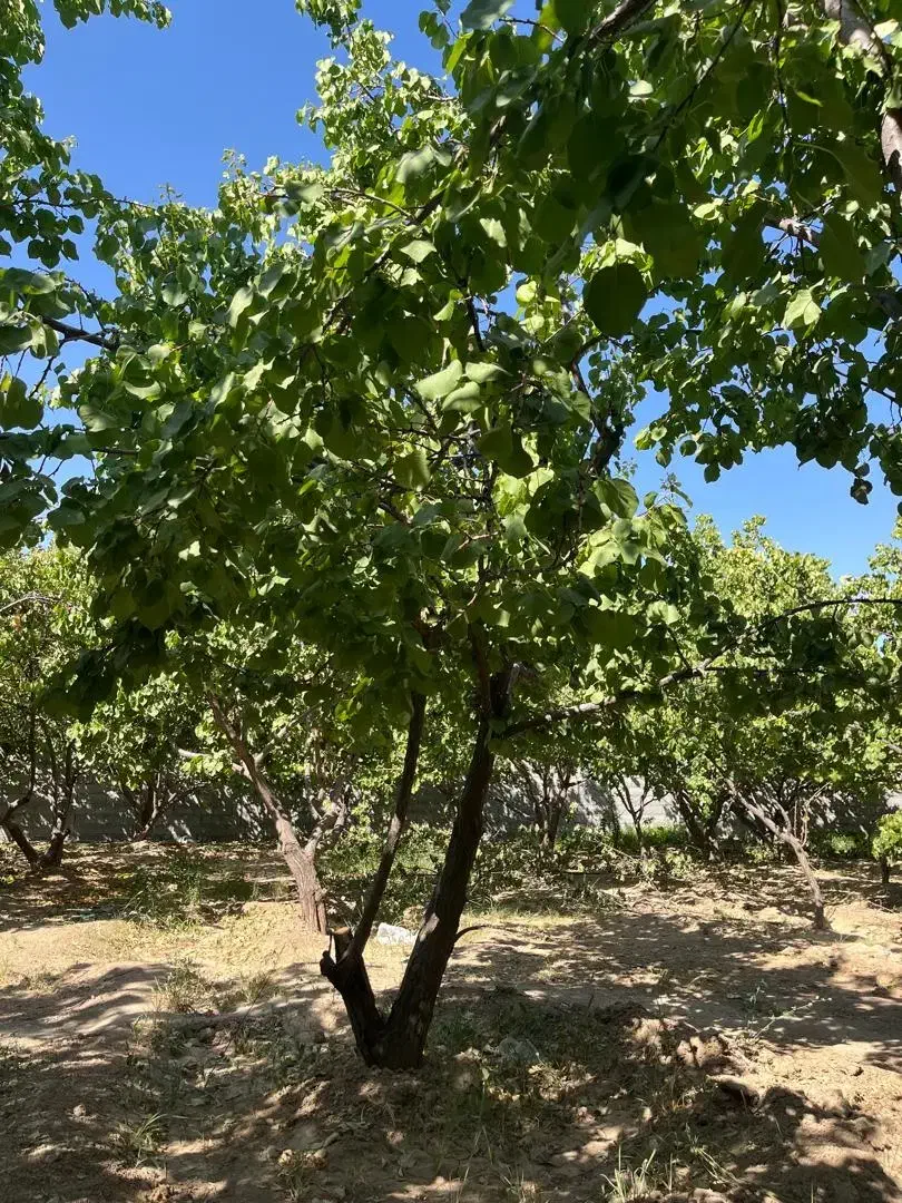 باغ شهری / نقدواقساط / فاروق|فروش زمین و ملک کلنگی|مرودشت, شهرک مهدیه|دیوار