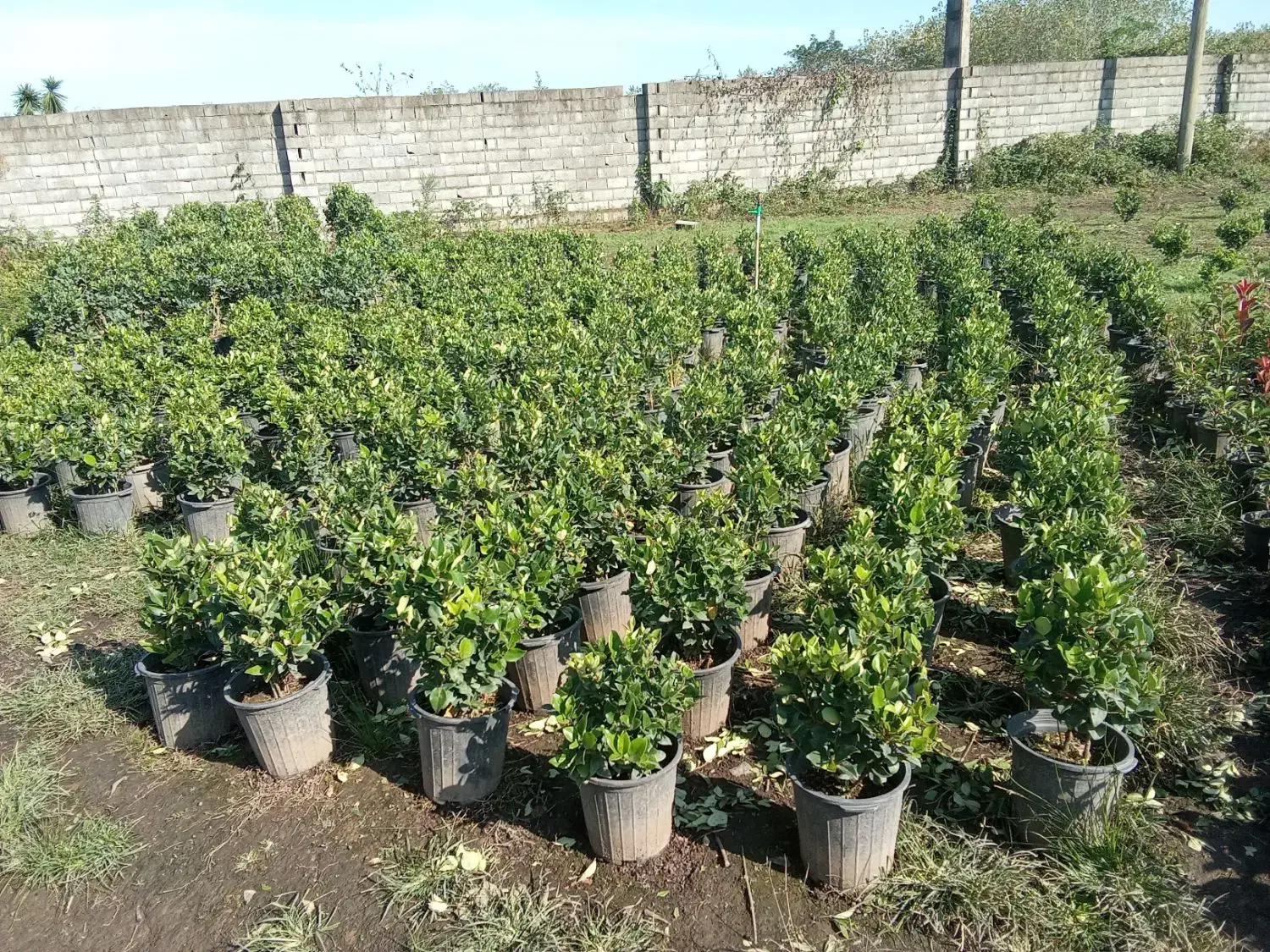 فتونیا و انواع گل|خدمات باغبانی و درختکاری|واجارگاه, |دیوار