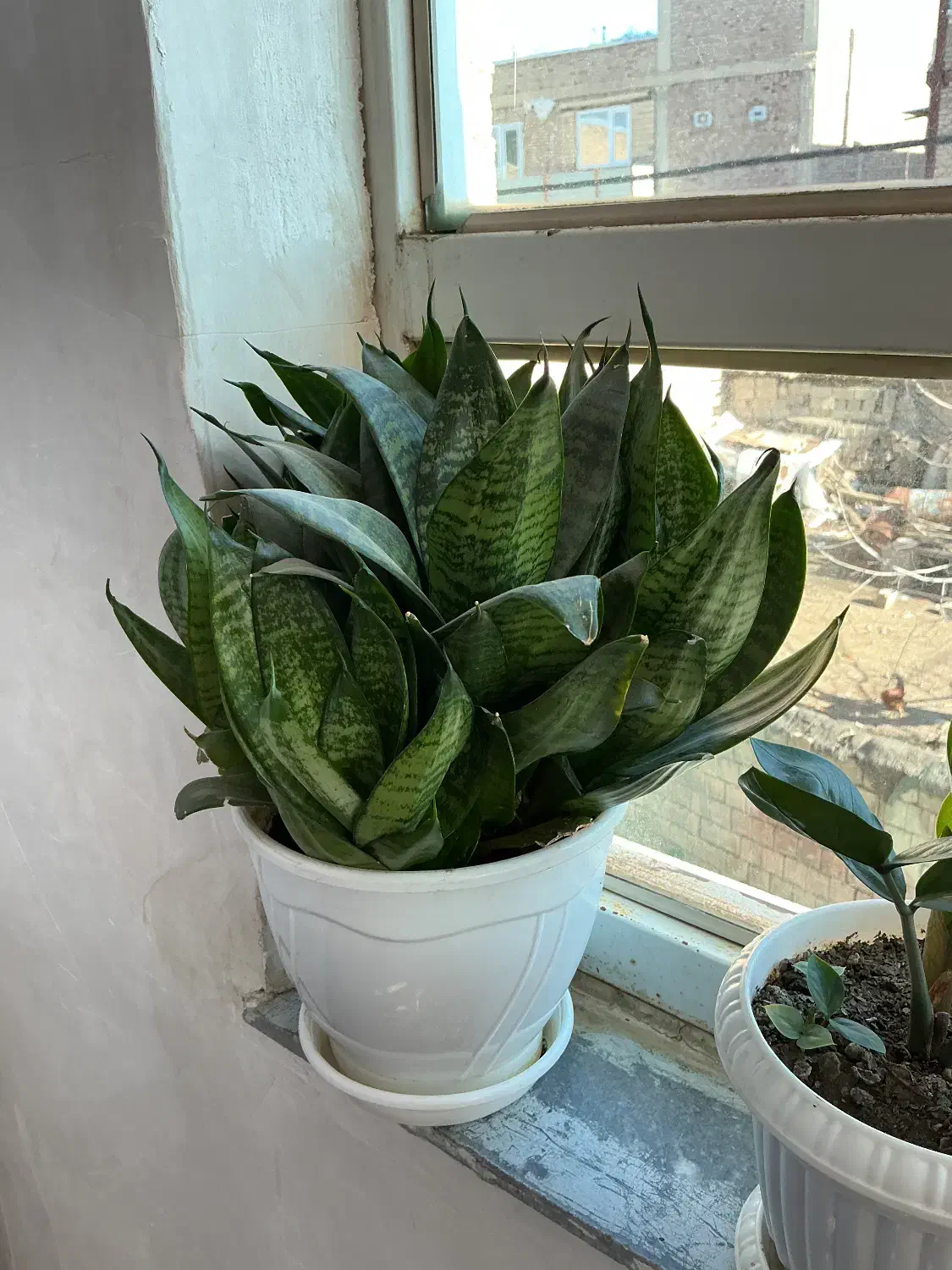 فروش گل شمشیری کوتاه|گل و گیاه طبیعی|ربط, |دیوار