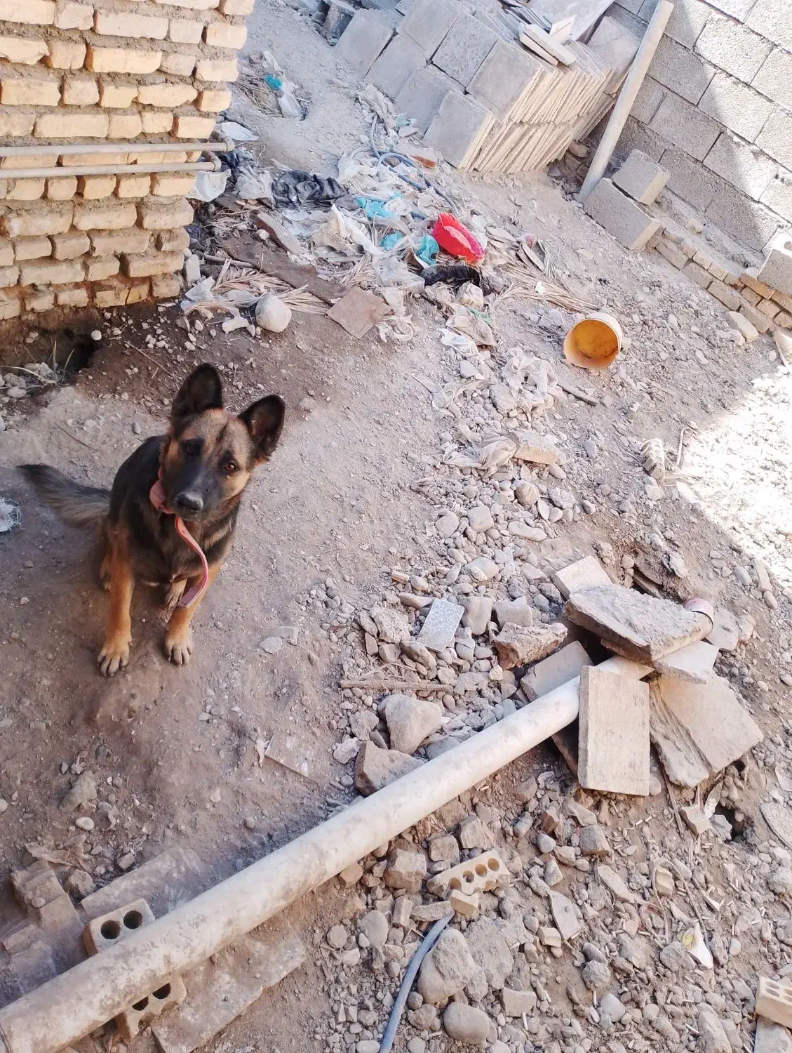 حیوان سگ|سگ|بند زرک, |دیوار