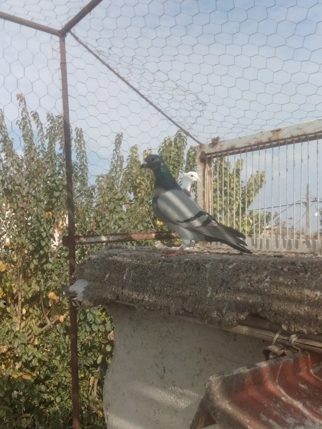 کبوتر غریب|پرنده|نگین شهر, |دیوار