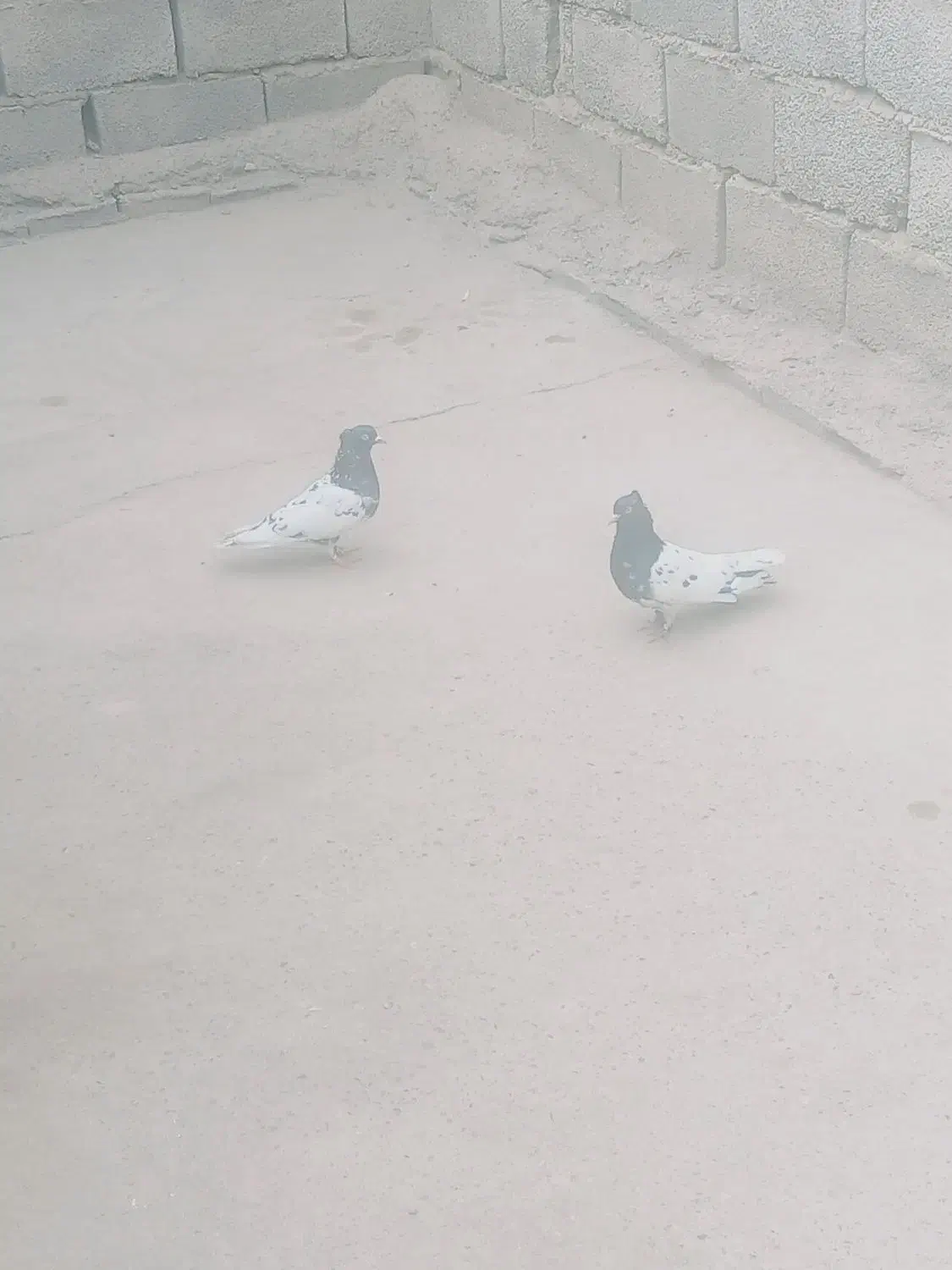 یک جفت کله سیاه کلوهی|پرنده|عنبرآباد, |دیوار