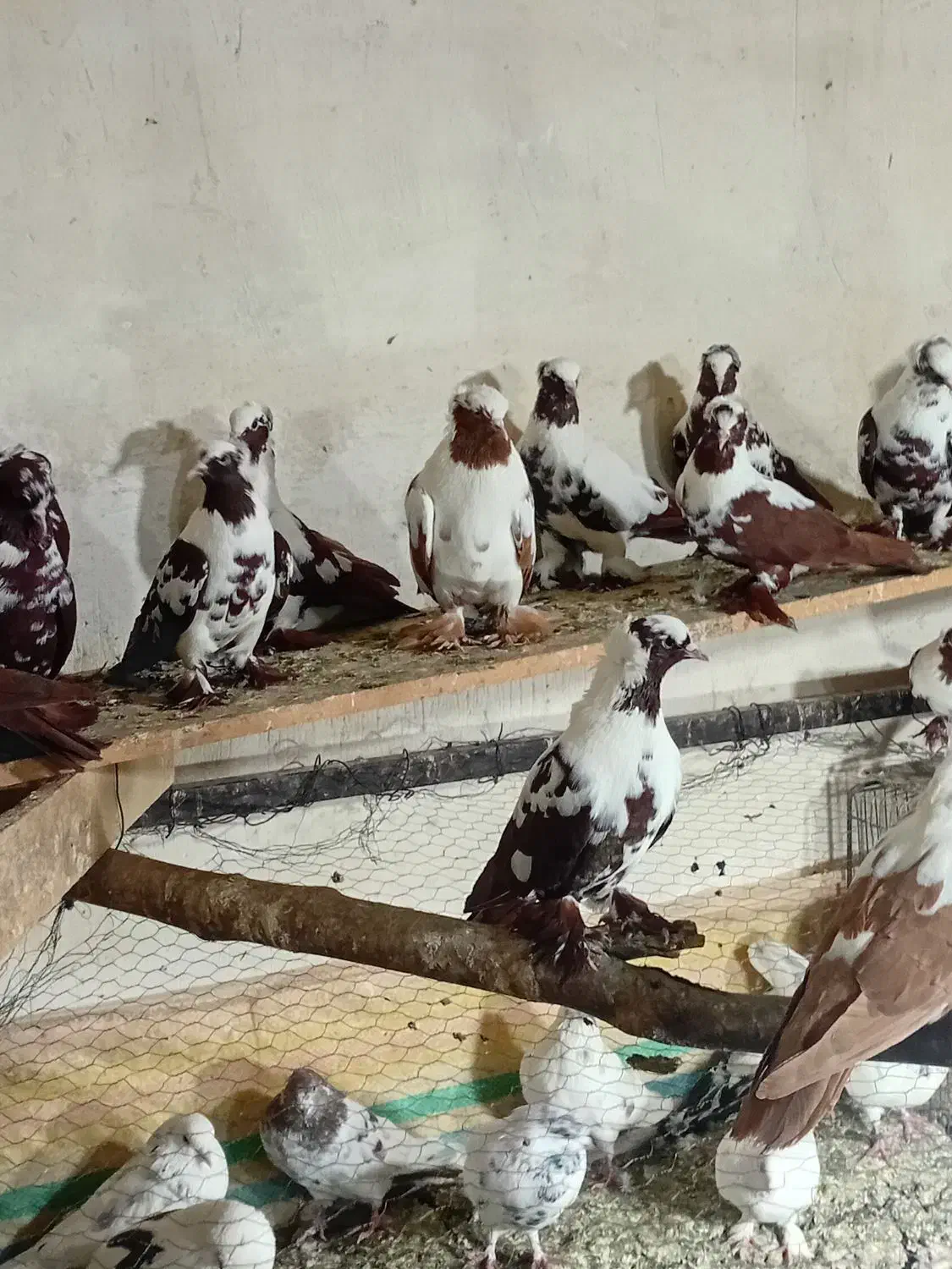 کبوتر|پرنده|اردبیل, |دیوار