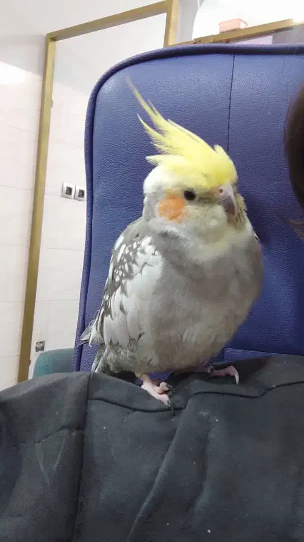 عروس هلندی گم شده|حیوانات|شوش, |دیوار