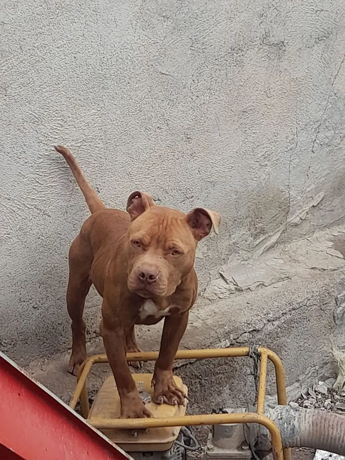 سگ بیت بون|سگ|اردبیل, |دیوار