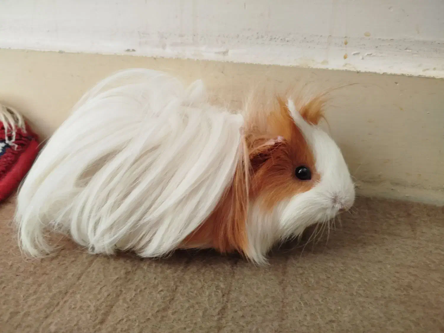 خوکچه هندی فشن|موش و خرگوش|تهران, استخر|دیوار