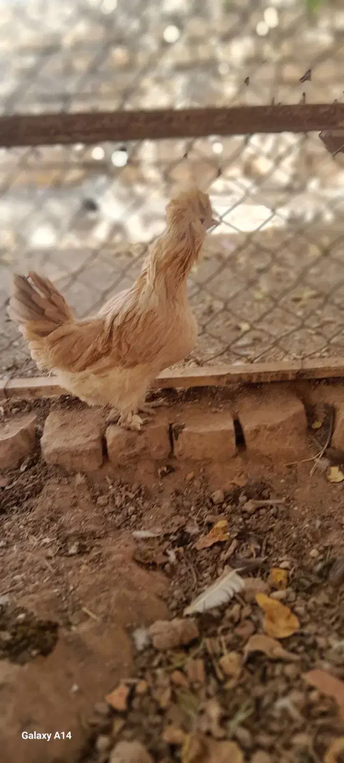 مرغ کوشین|حیوانات مزرعه|مهریز, |دیوار