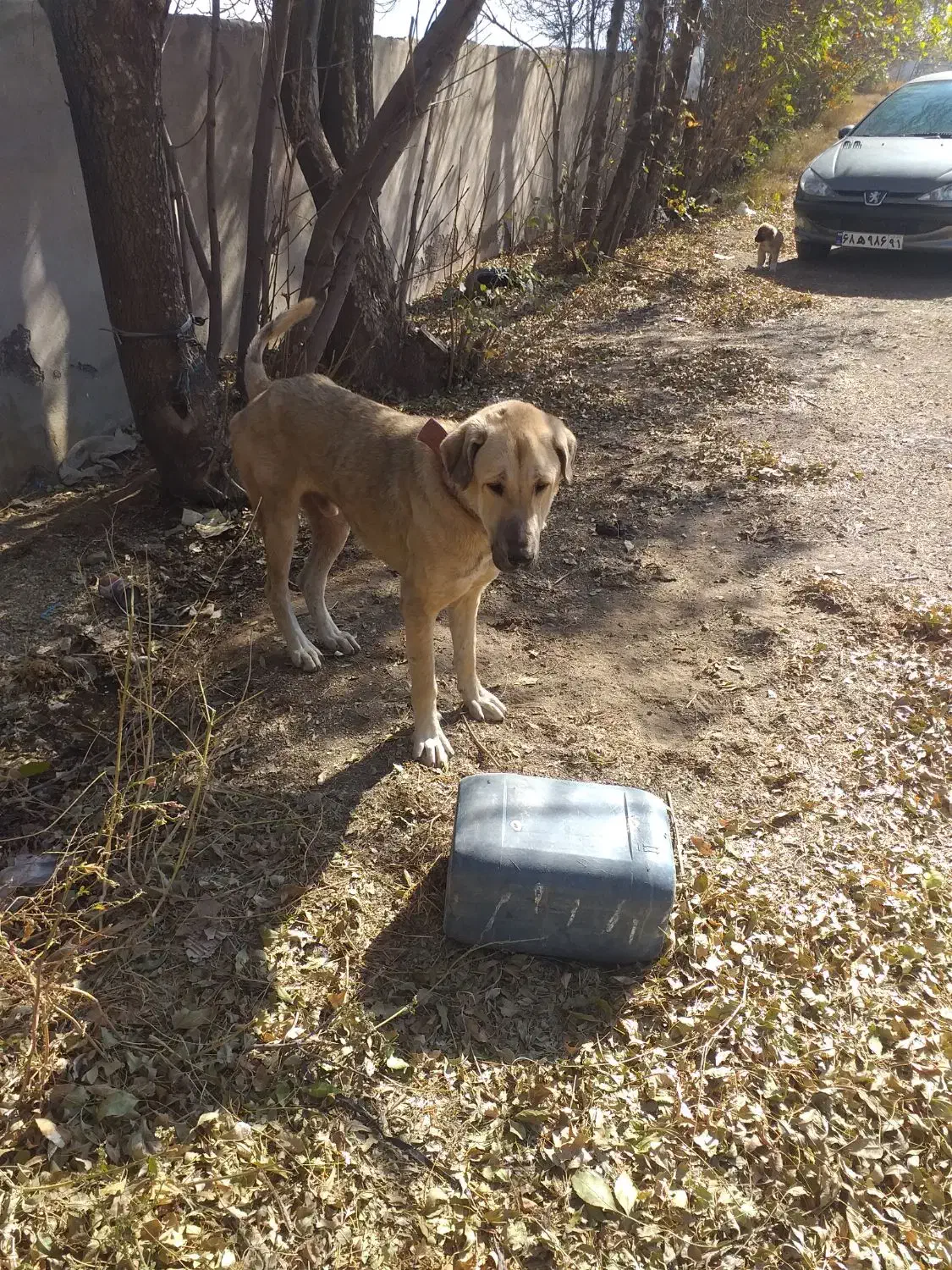 واگذاری عراقی نر ۱۳ ماه|سگ|هیر, |دیوار