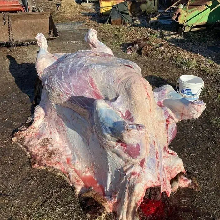 قصاب سیار گاو گوسفند|خدمات پذیرایی، مراسم|ارومیه, |دیوار