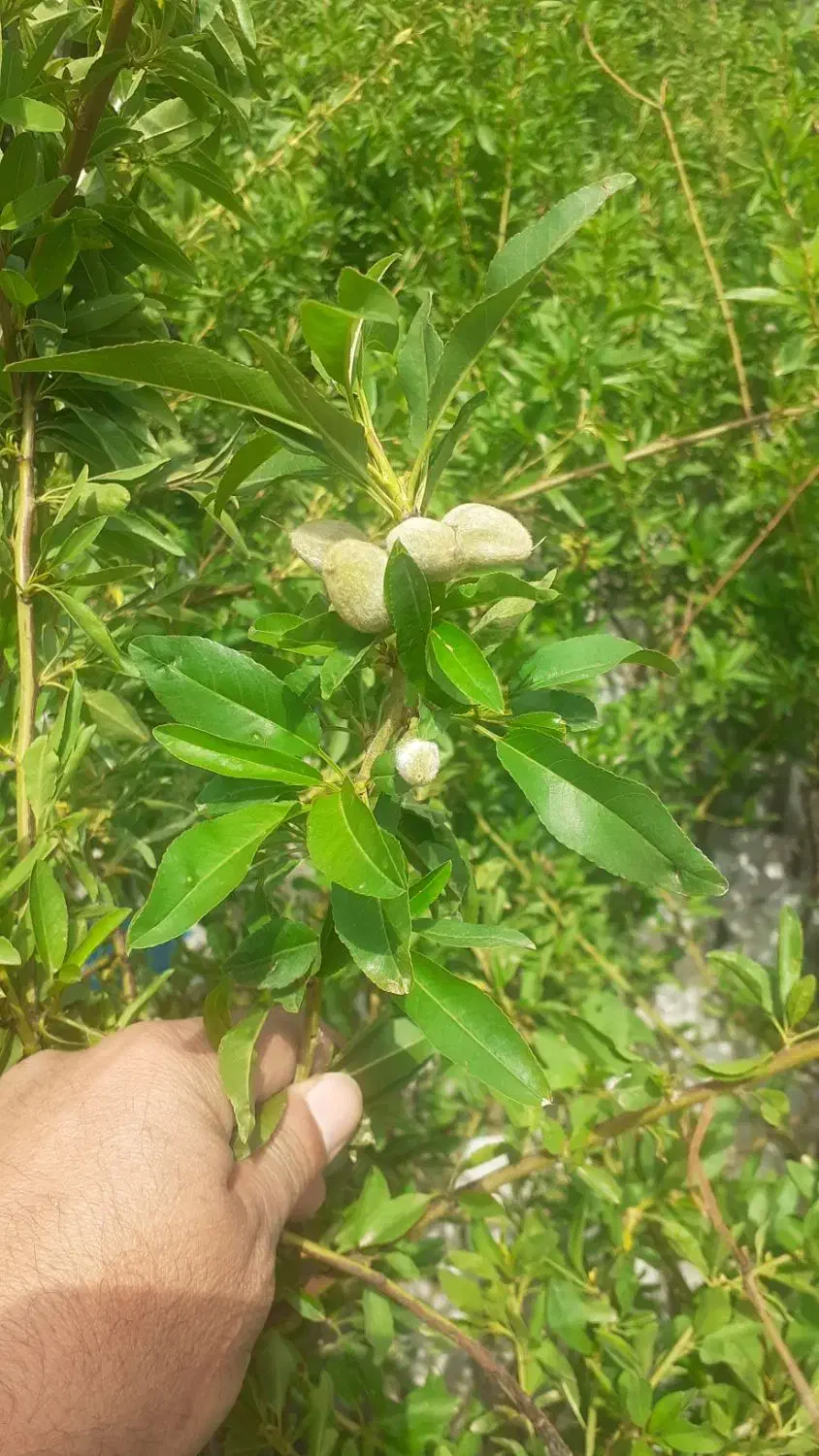 گیلاس .البالو|خدمات باغبانی و درختکاری|کرمانشاه, |دیوار
