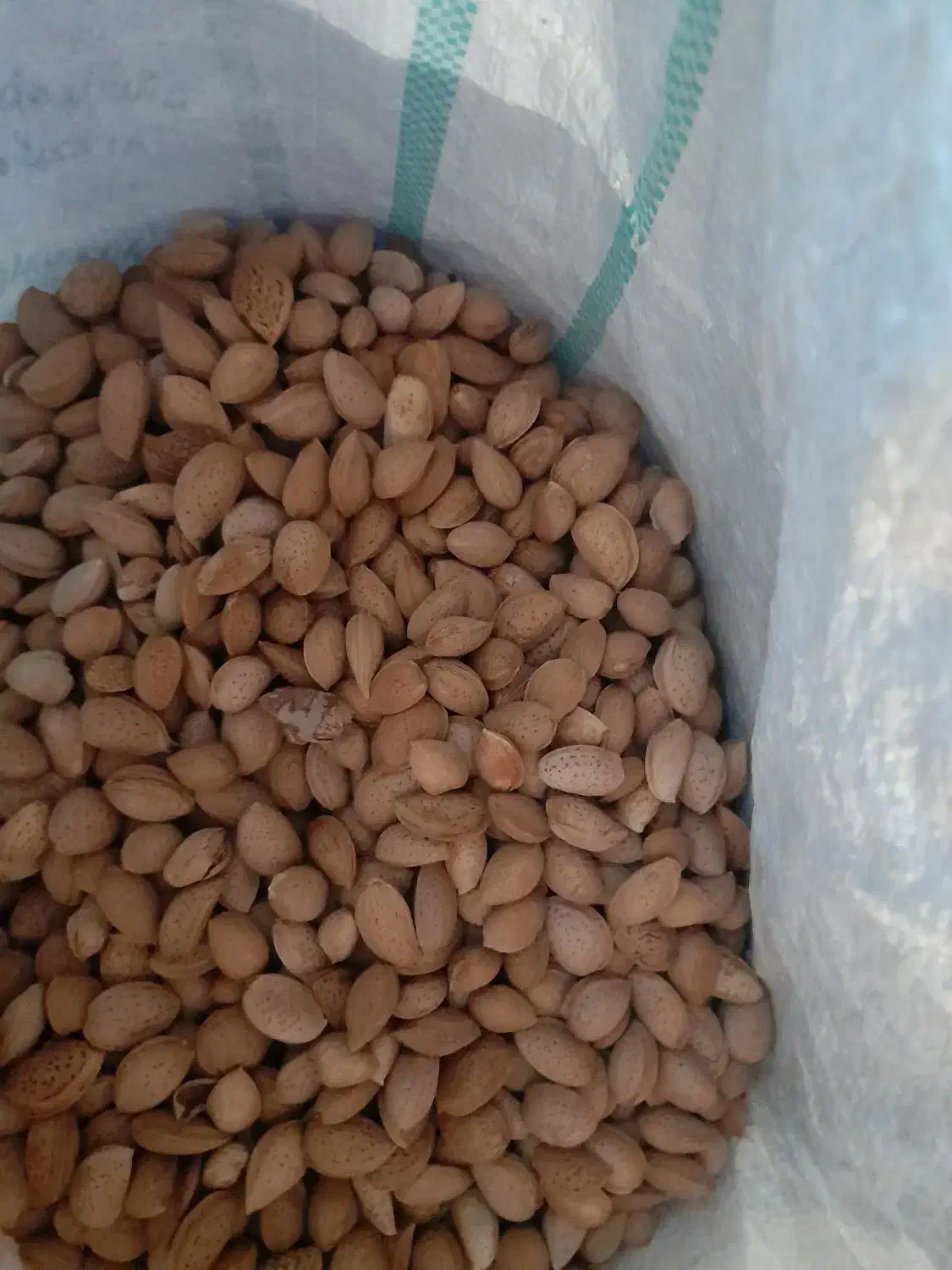 فروش بادام سنگی و معاوضه با برنج کامفیروز|خوردنی و آشامیدنی|شیراز, اکبر آباد|دیوار