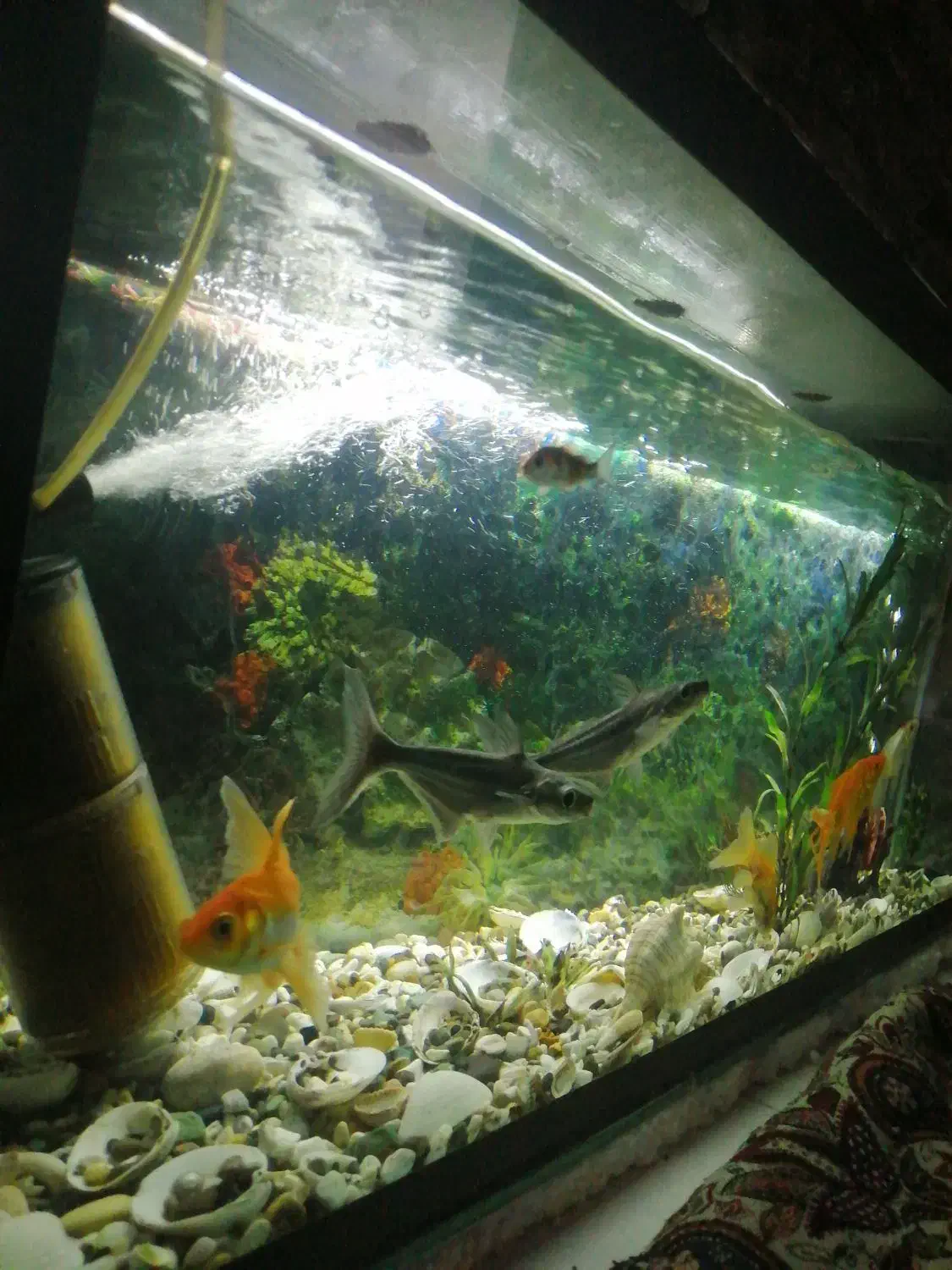 آکواریوم با ماهی|ماهی|بیرجند, |دیوار