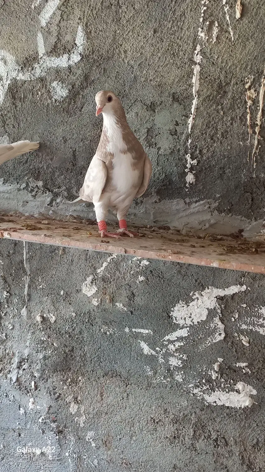 خشرنگ|پرنده|بندر دیر, |دیوار