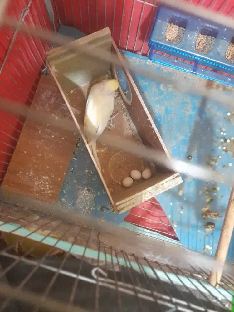 یک جفت مرغ عشق مولد|پرنده|شیراز, شهرک والفجر|دیوار