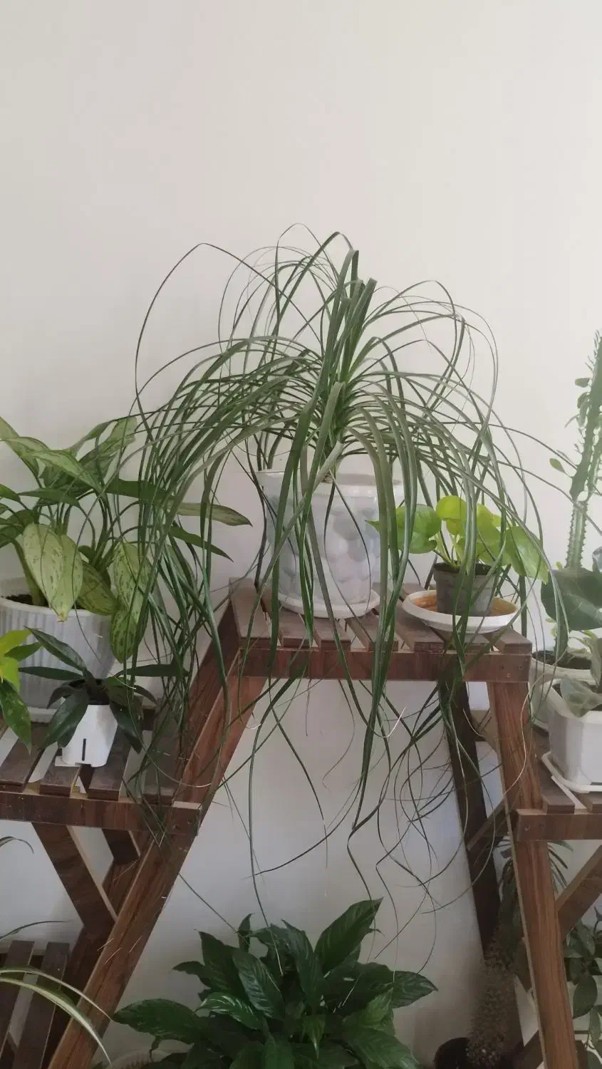 گل طبیعی|گل و گیاه طبیعی|شیراز, گویم|دیوار