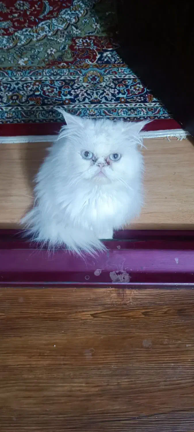 گربه|گربه|نوشین شهر, |دیوار