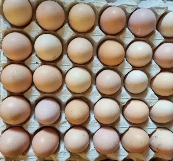 تخم مرغ محلی|خوردنی و آشامیدنی|تاکستان, |دیوار