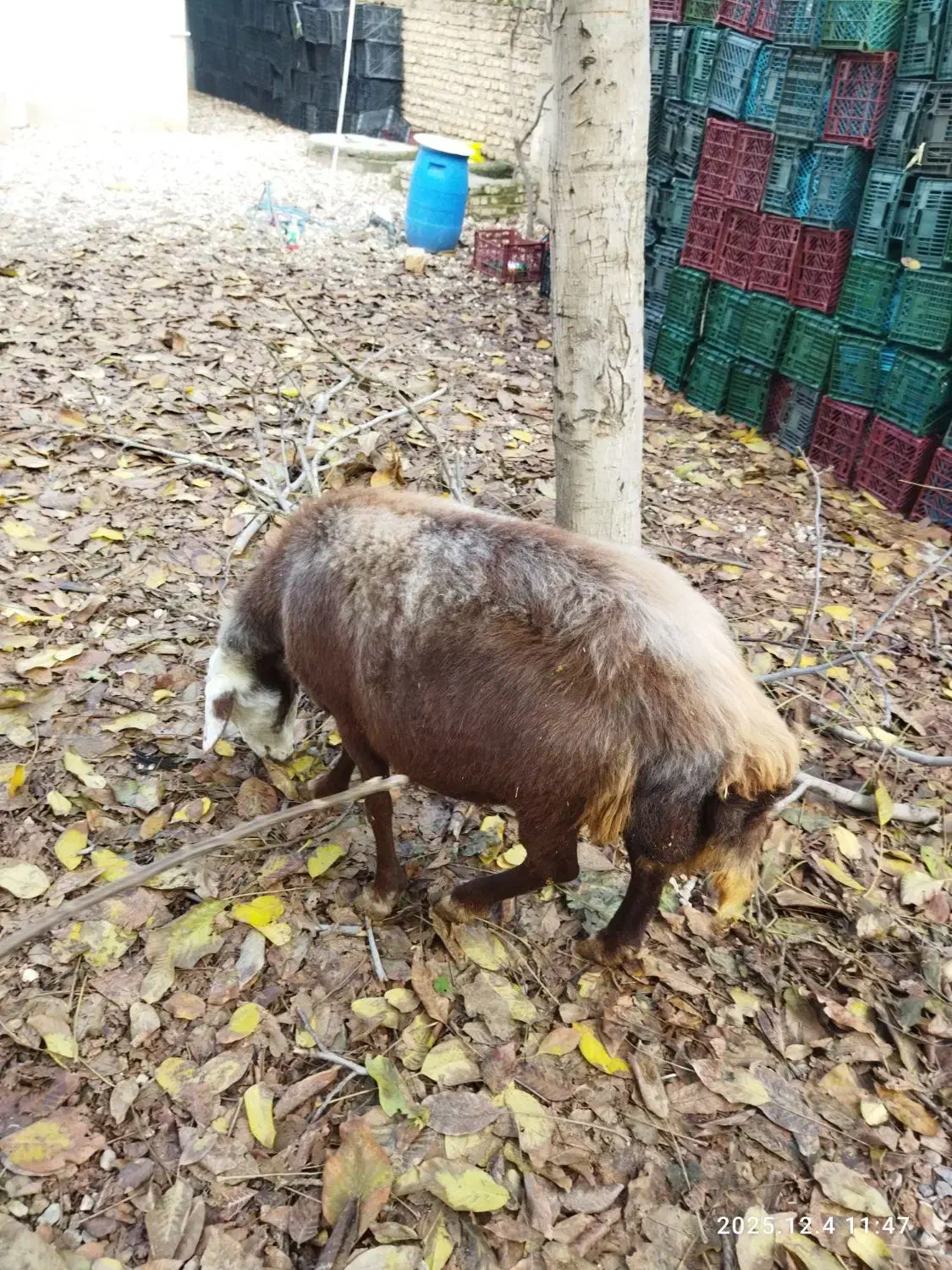 گوسفند ابست|حیوانات مزرعه|آزادشهر, |دیوار