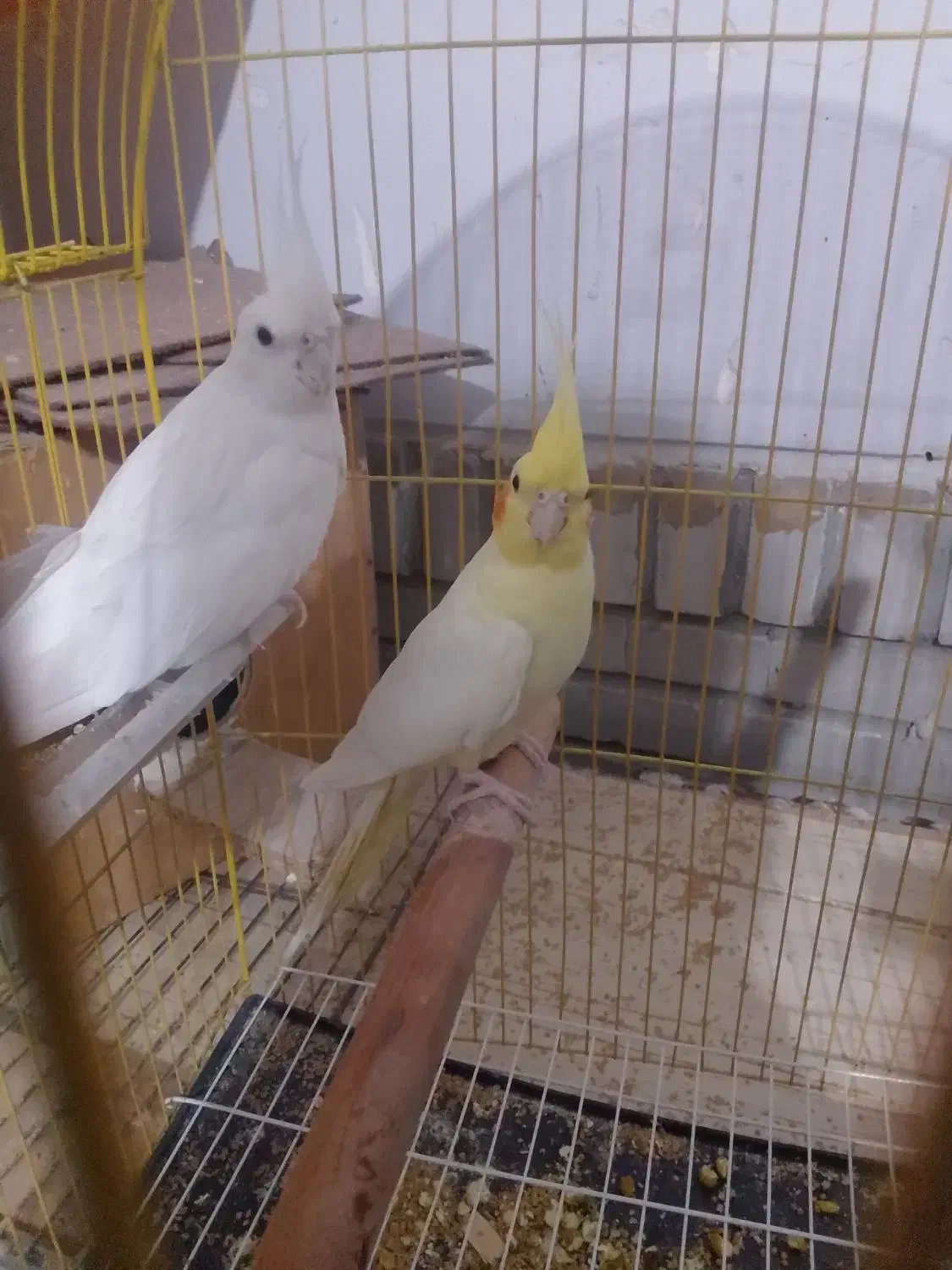 فروش یک جفت عروس ماده لونتینو دستی نر البینو|پرنده|ایرانشهر, |دیوار