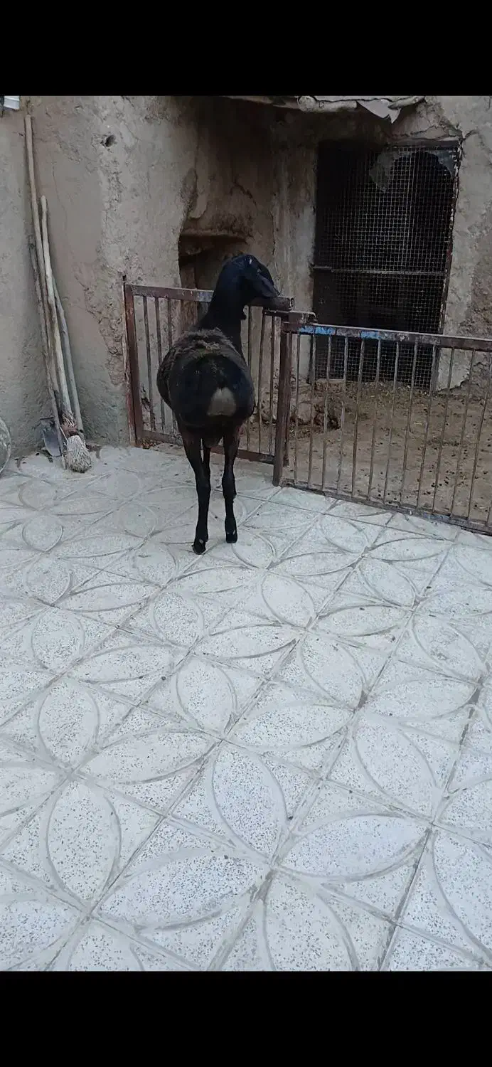 بره قوچ چینی|حیوانات مزرعه|کمیجان, |دیوار