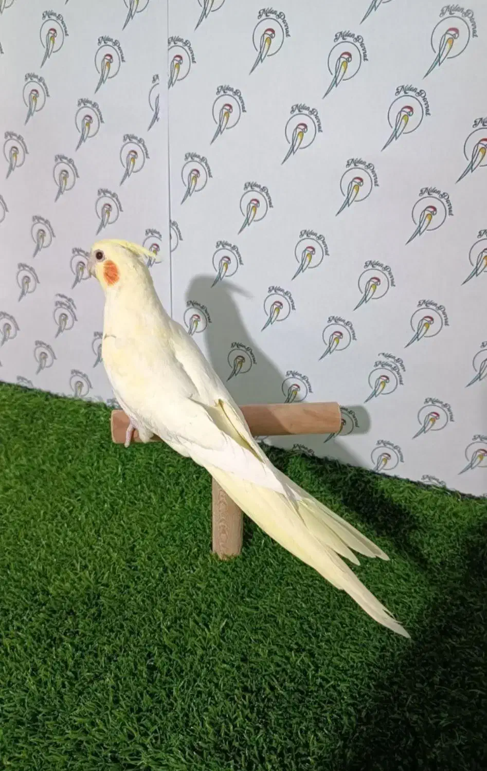 عروس هلندی رام و دستی|پرنده|آستارا, |دیوار