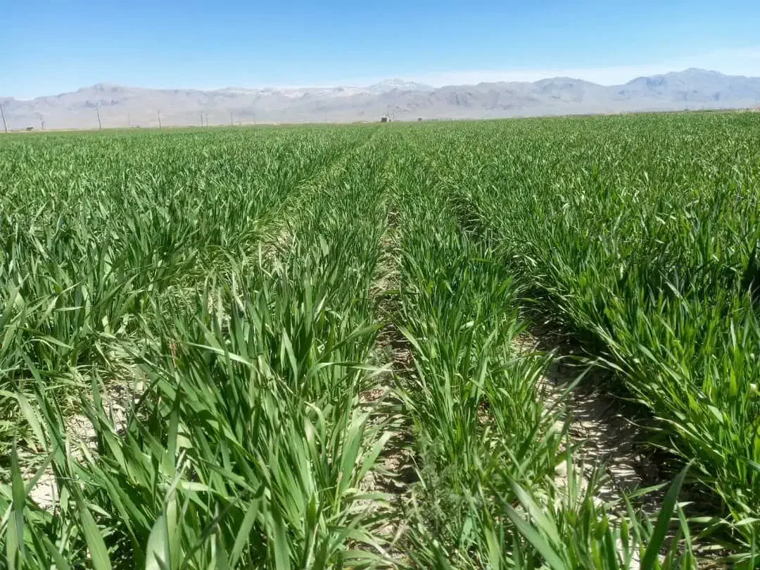 فروش زمین کشاورزی|فروش دفتر صنعتی، کشاورزی، تجاری|اقلید, |دیوار