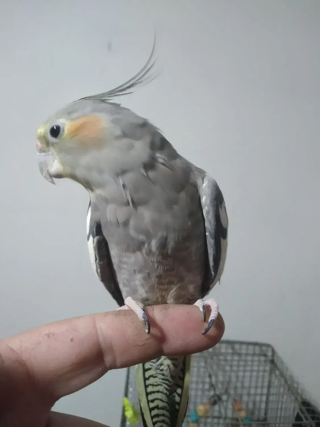 عروس هلندی ۲عدد ماده  مولد یک عدد جوجه نر|پرنده|محمدشهر, ولدآباد|دیوار