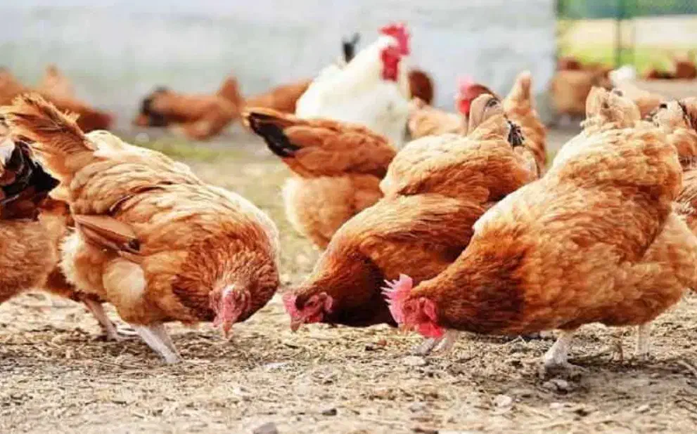 مرغ و خروس گلپایگان|حیوانات مزرعه|سارال, |دیوار