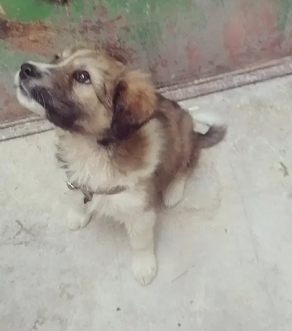 قدرجونی خوش ذات|سگ|شیراز, سعدیه شمالی|دیوار