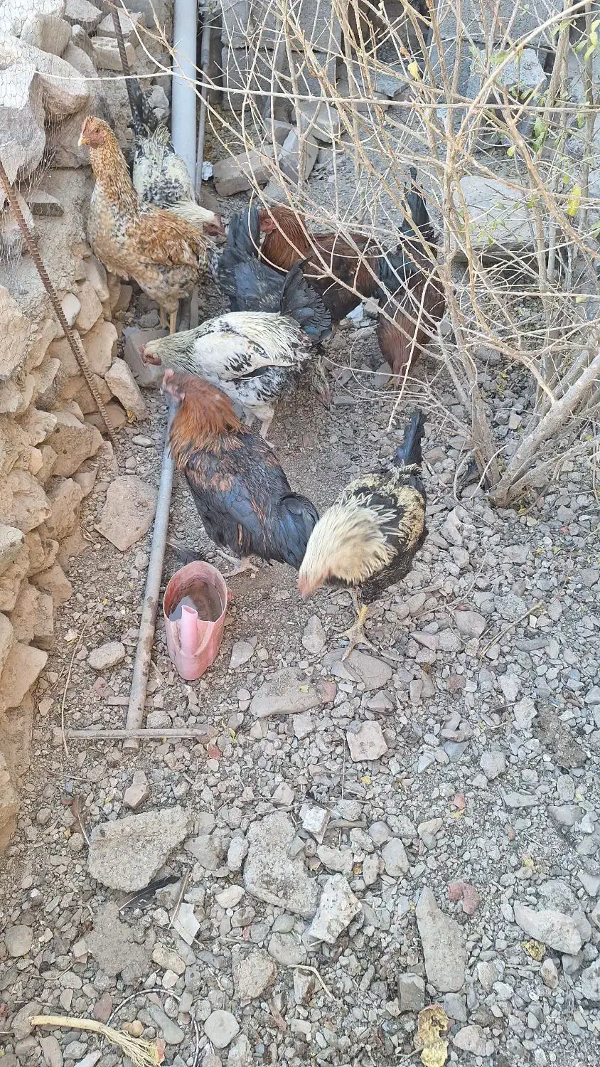 خروس محلی اصل تاج کوچیک|حیوانات مزرعه|شوسف, |دیوار