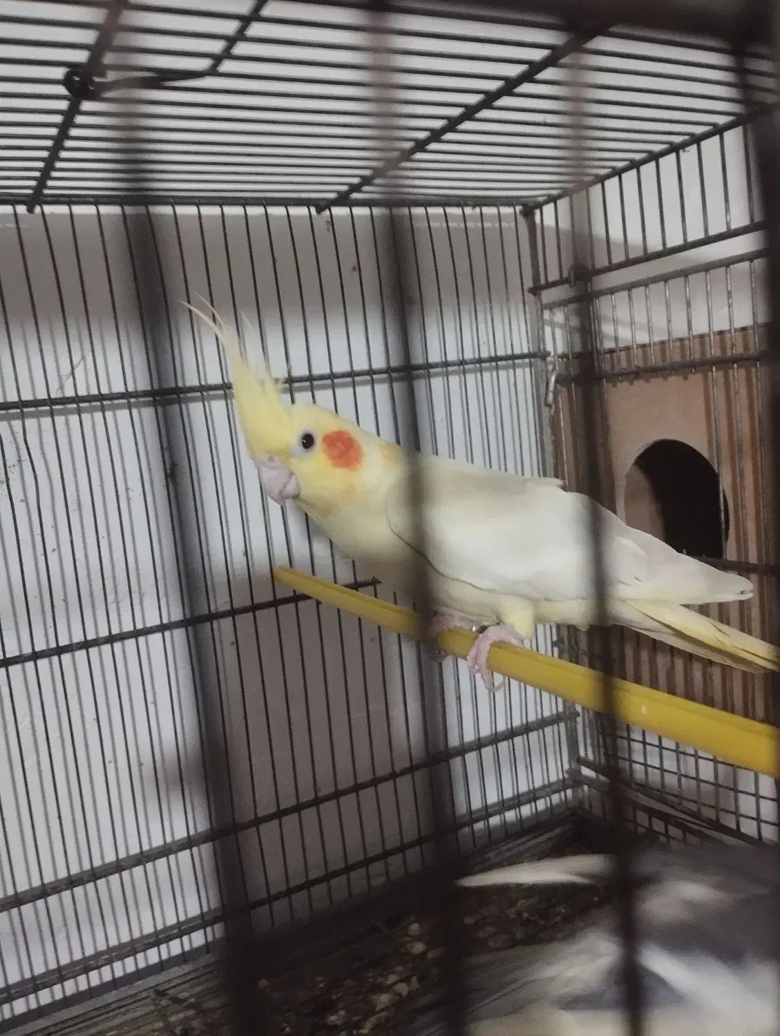 عروس هلندی ماده|پرنده|بروجرد, |دیوار