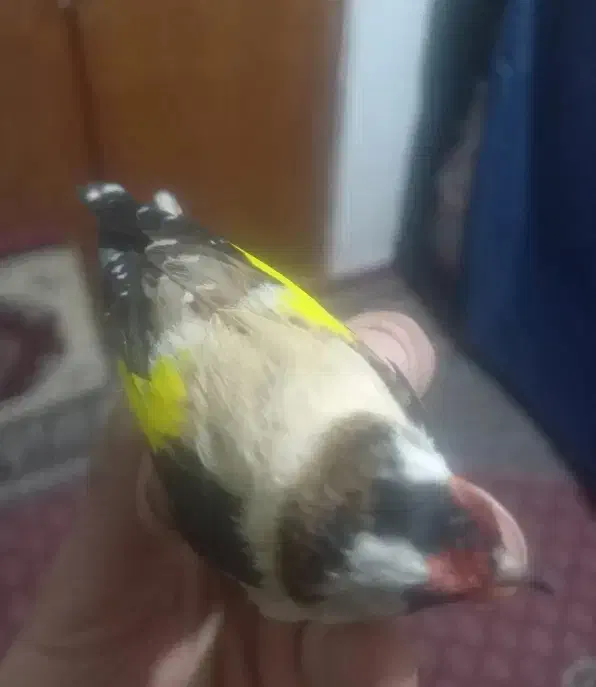 سهره رنگ روشن|پرنده|اصفهان, نقش جهان|دیوار