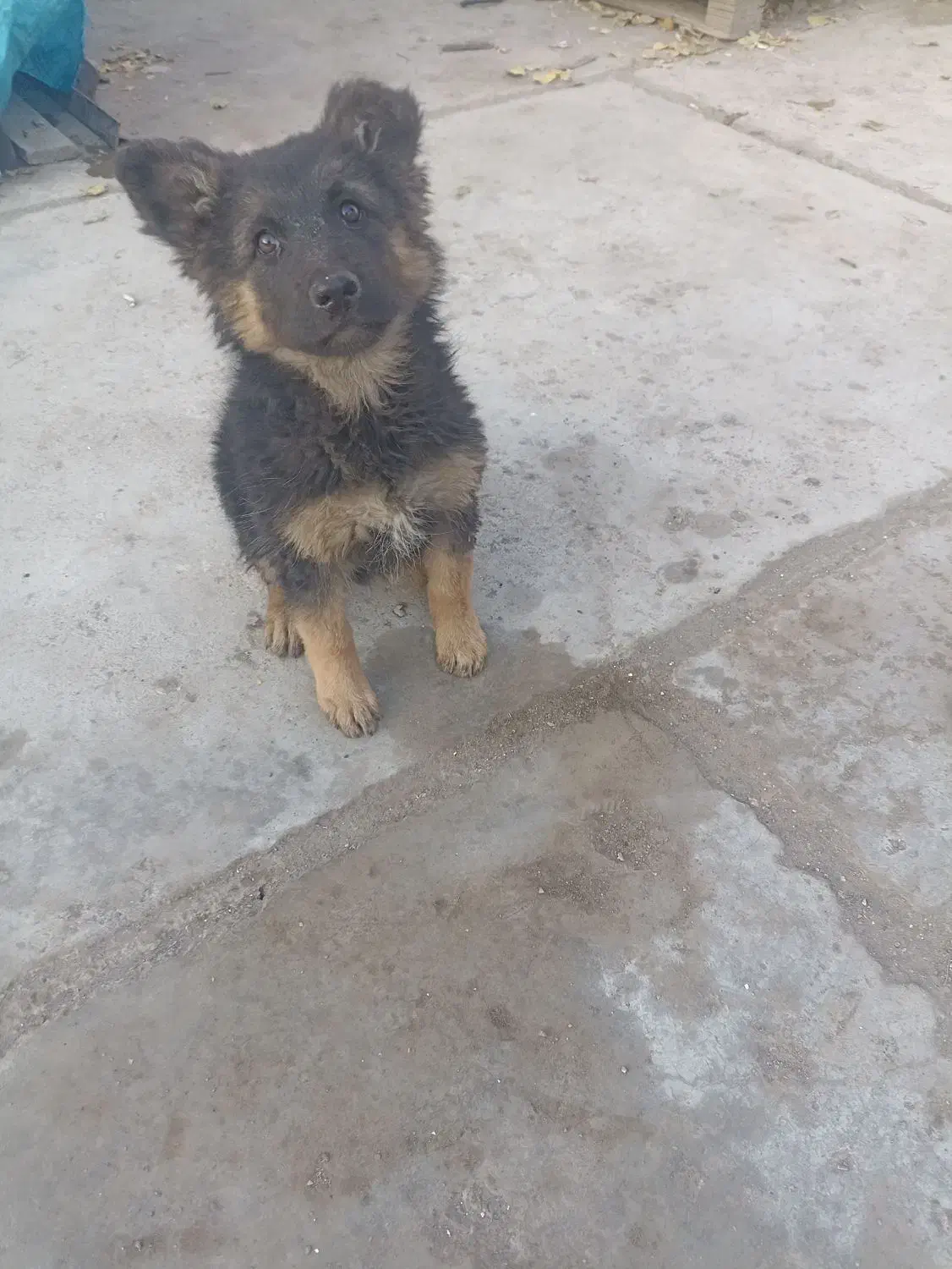 توله ماده ژرمن سه ماه|سگ|مشهد, امیریه|دیوار