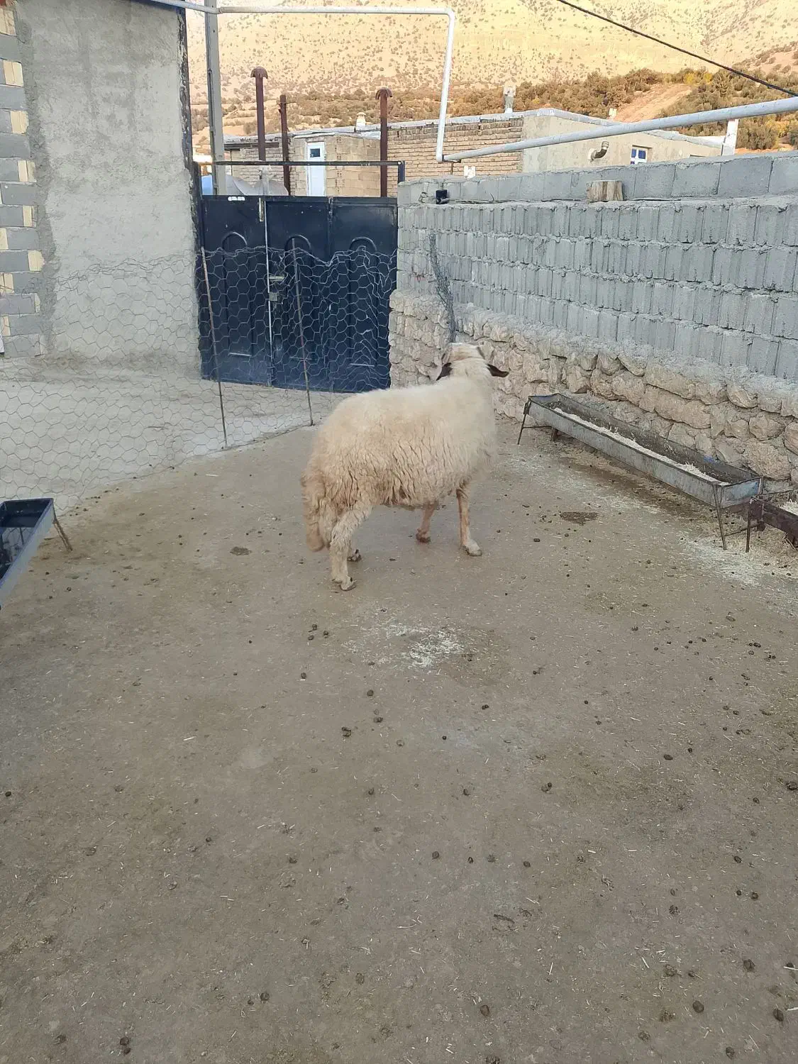 شک ورن سنجابی|حیوانات مزرعه|دالاهو, |دیوار