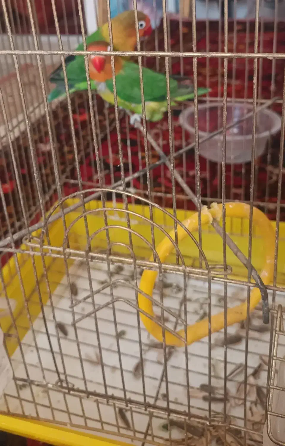 پرنده کوتوله طوطی|پرنده|آشتیان, |دیوار