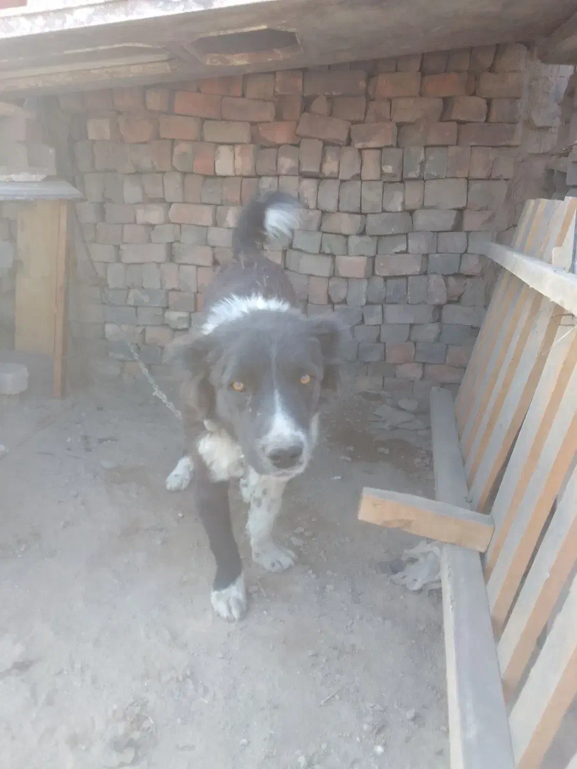 سگ نگهبان وفادار قدرجونی|سگ|قنوات, |دیوار