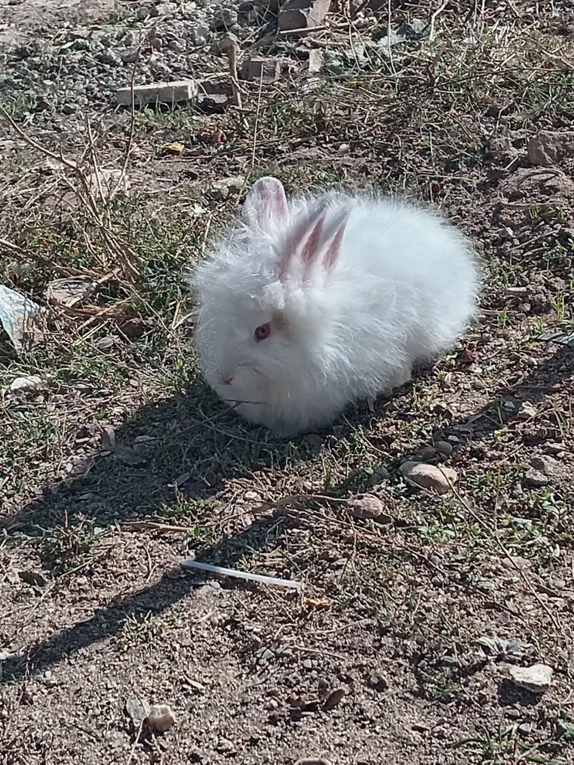 خرگوش|موش و خرگوش|بوکان, |دیوار