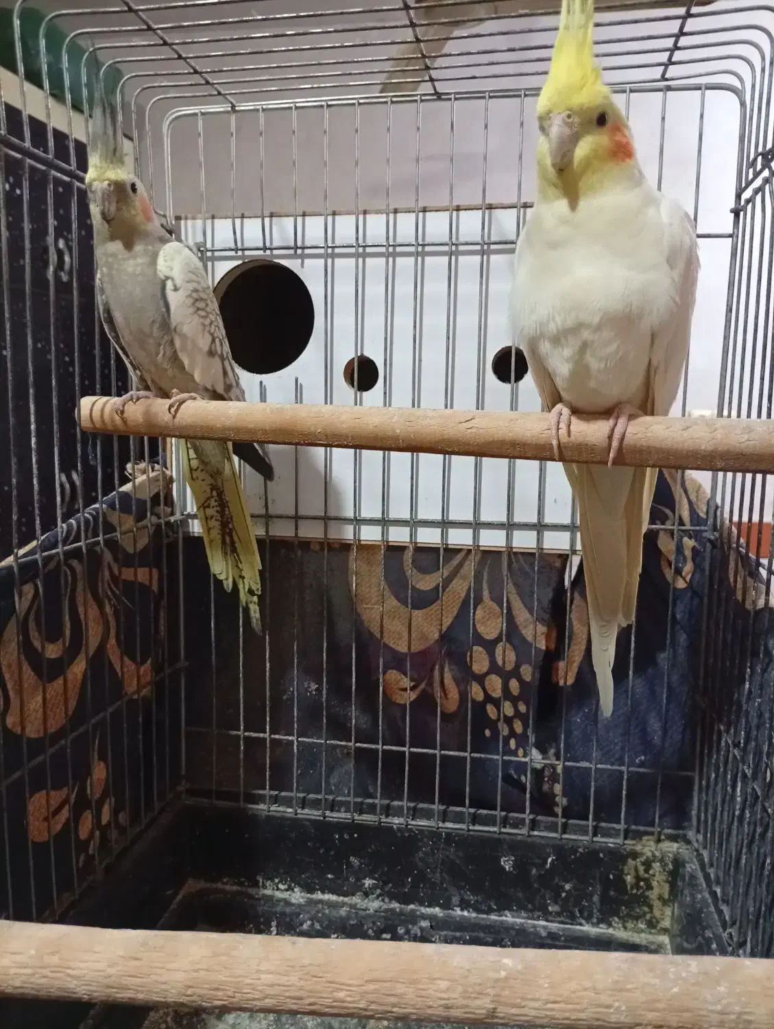 عروس هلندی|پرنده|امیدیه, |دیوار