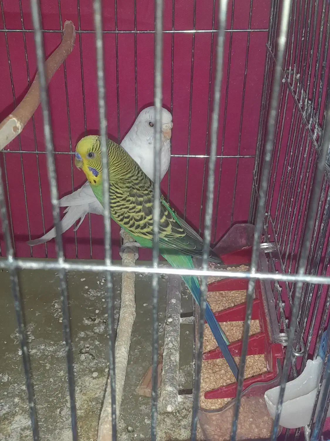 فروش دو عدد مرغ عشق|پرنده|شوش, |دیوار