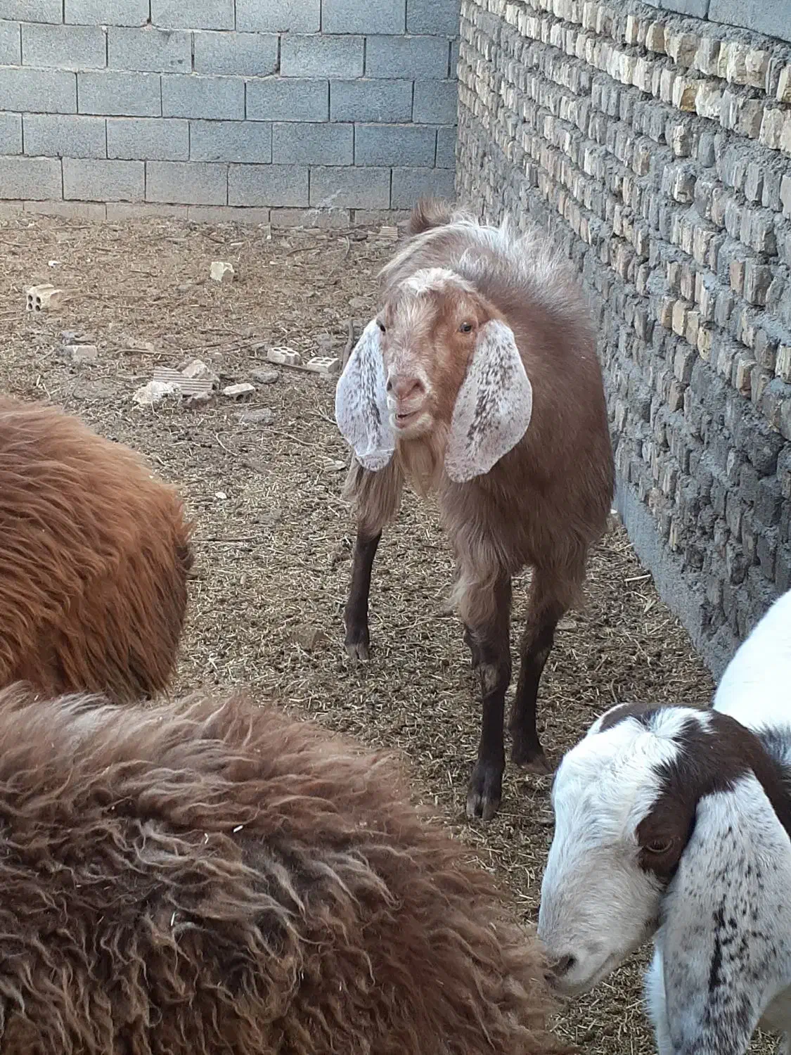 بزنجدی|حیوانات مزرعه|برخوار, |دیوار