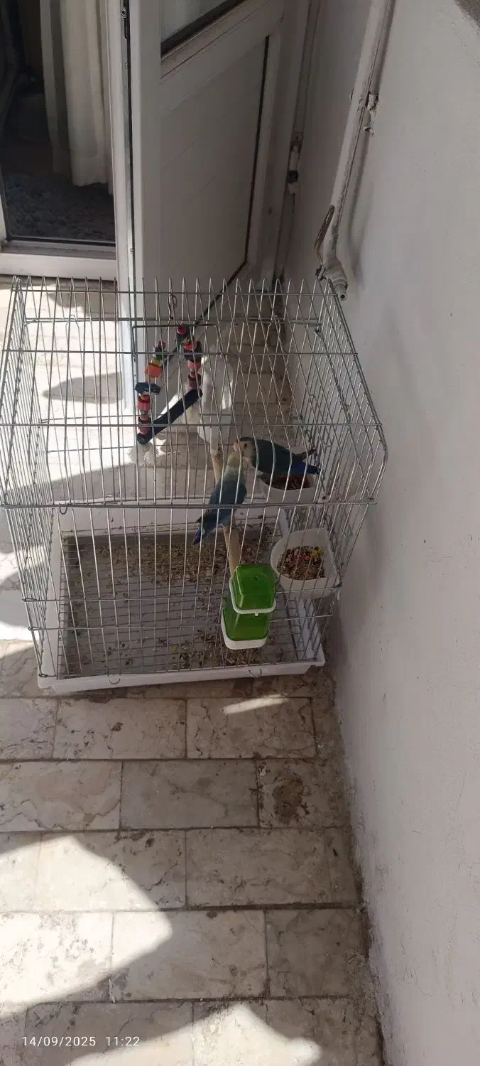 دو عدد طوطی برزیلی زبل ( نر و ماده )|پرنده|کرج, کیانمهر|دیوار