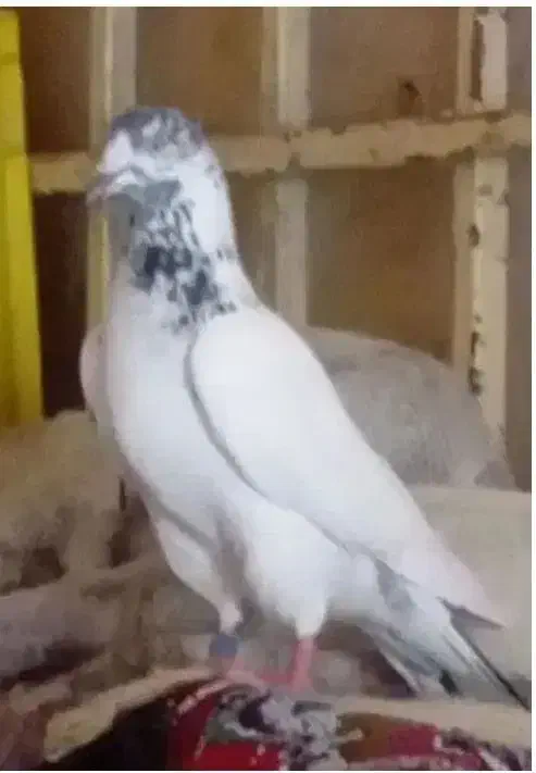 کبوتر نر|پرنده|سرپل ذهاب, |دیوار