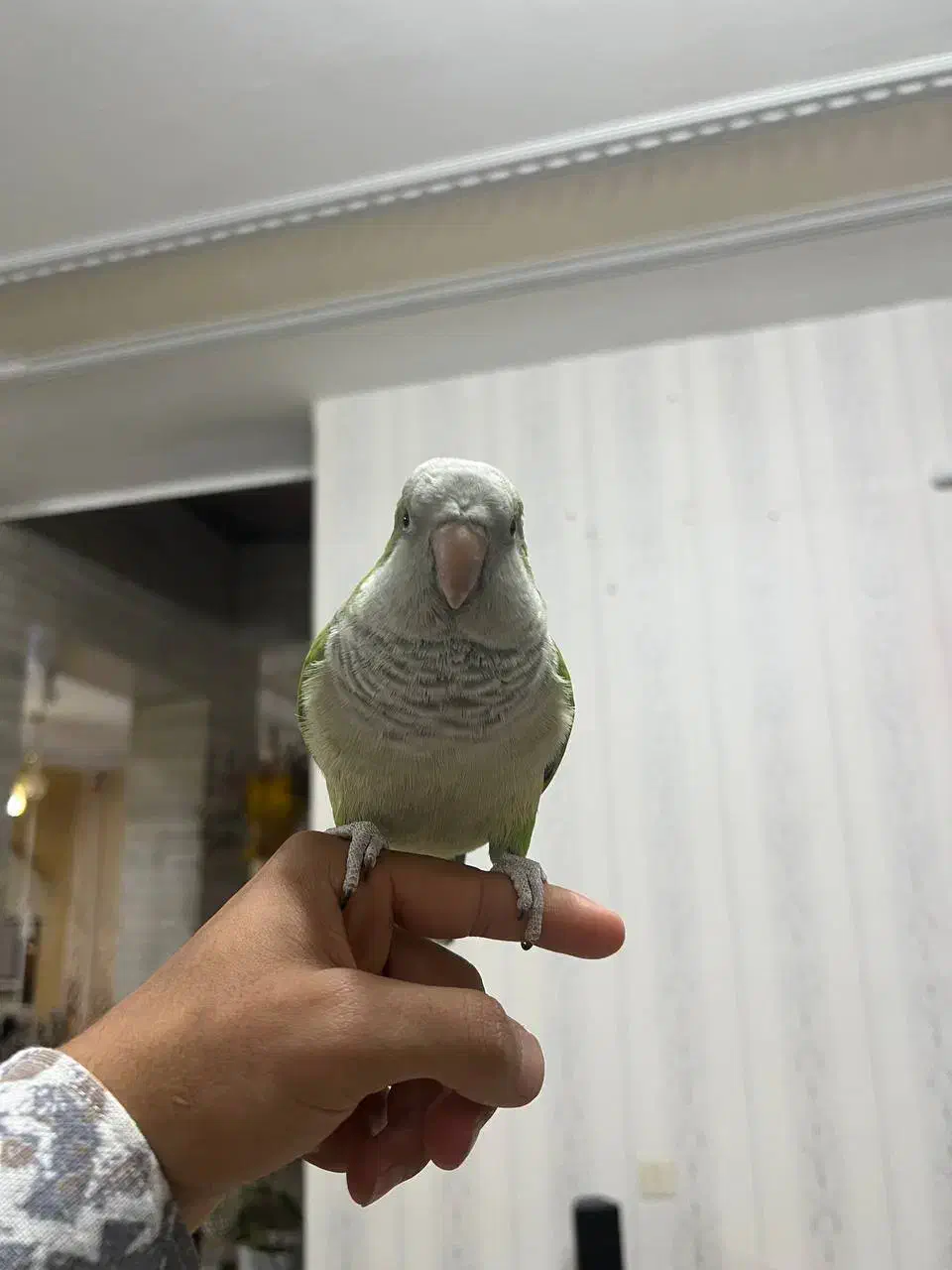 طوطی راهب سخنگو رام و اجتماعی|پرنده|بم, |دیوار