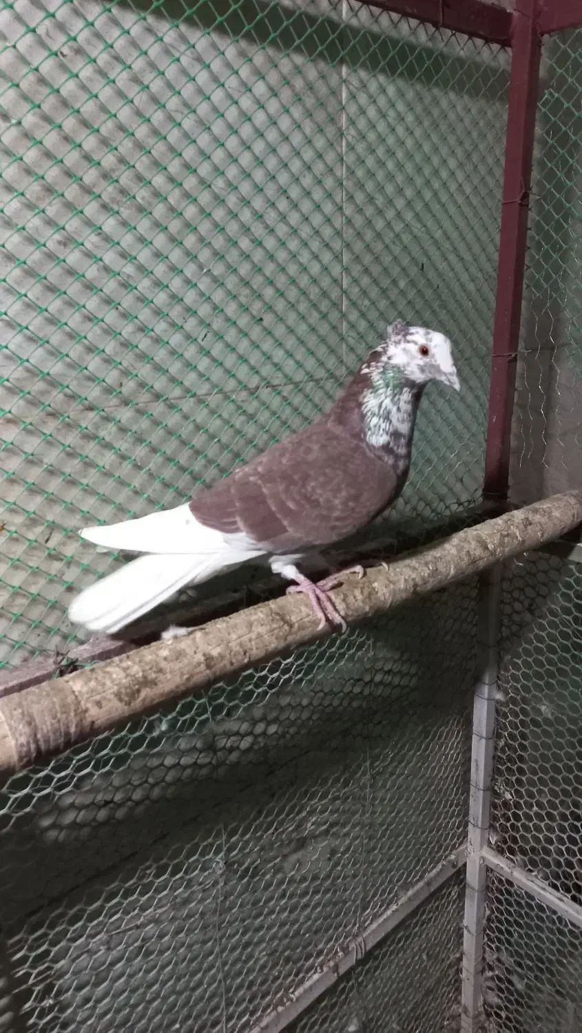 کفتر فروشی|پرنده|طبس, |دیوار