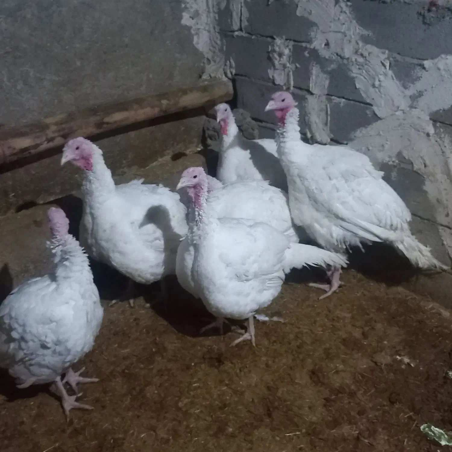 بوقلمون  گوشتی|حیوانات مزرعه|دهگلان, |دیوار